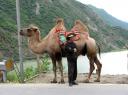 camel_in_sichuan_china.jpg